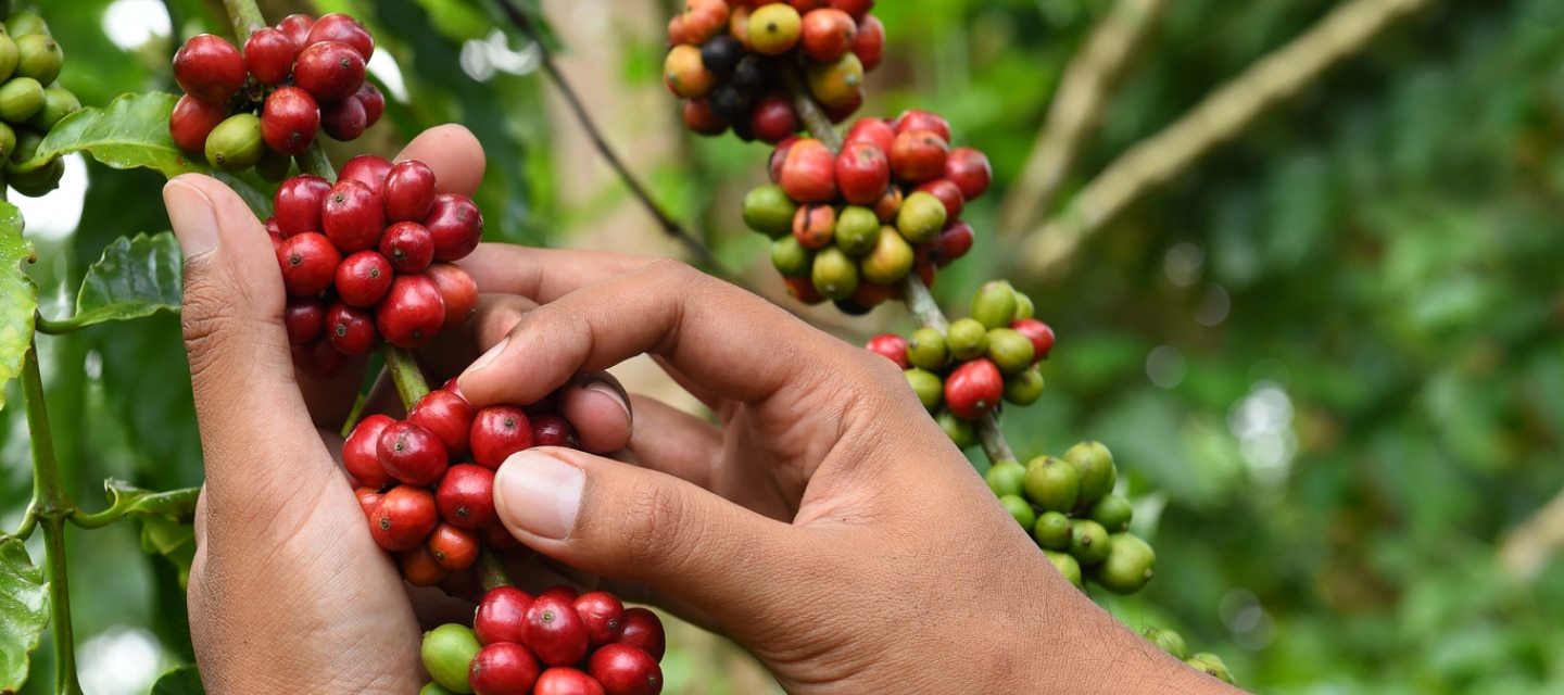 Personne en train de cueillir des graines de café